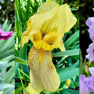 Beared Iris Garden.jpg