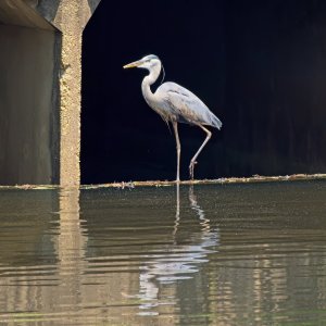 Alfred Standing in the Culvert.jpeg