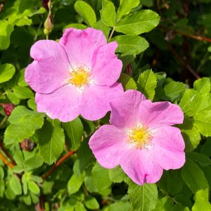 0-wildrose.jpg