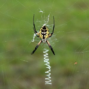 Yellow Garden Spider.jpg