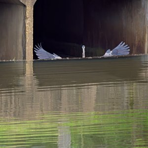 Alfred Spreads His Wings in the Culvert.jpeg