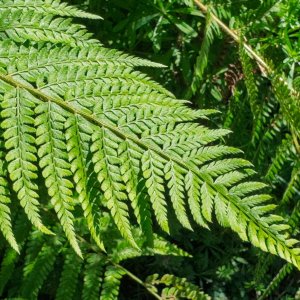 Fern20250610.jpg