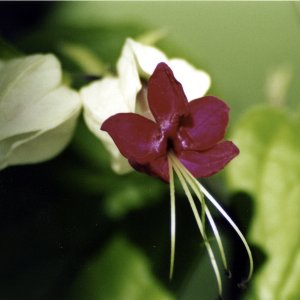 Bleeding Heart Macro.jpg