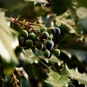 berries - 1.jpeg