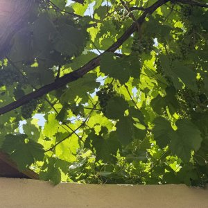 IMG_7724.jpeg