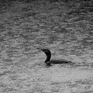 Cormorant in the Pouring Rain (B&W).jpeg