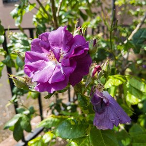 Rose20250620.jpg