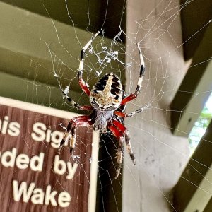 Redfemured Spotted Orbweaver.jpg