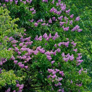 Pink Blooms Among the Trees.jpeg