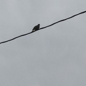 IMG_0498.jpeg