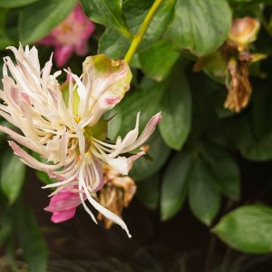 Peony20250621.jpg