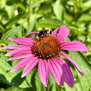 IMG_2210b.jpg