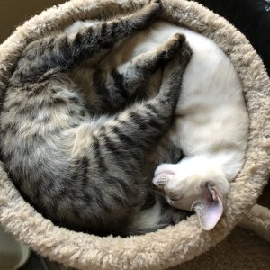 Cooper&Lily 8-16-2019.jpeg