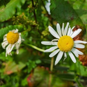 Daisy20250621.jpg