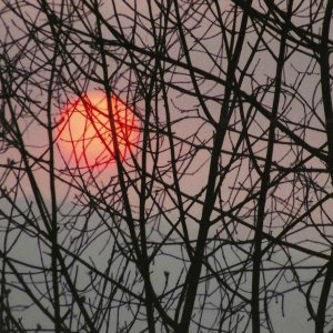 Sunset behind trees Virginia Beach Va Feb 1983.jpeg
