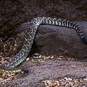 rattlesnake on boulder1135 rw 8.30.22 cropx2.jpg