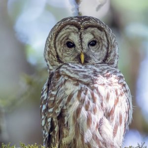 Owl_GRH0830-20250623_1200p.jpg