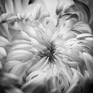 Reaching In (B&W).jpeg