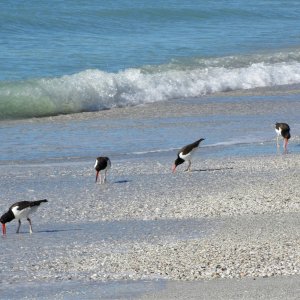 Pecking Order.jpg
