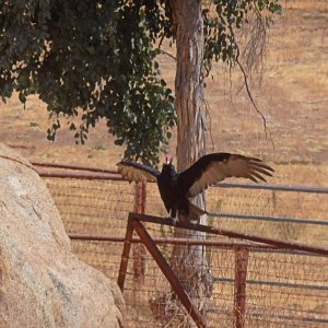 P9160003 buzzard wings x2.jpg