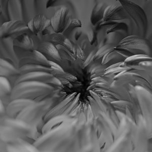 Reaching In (B&W 3).jpeg
