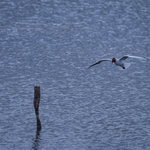 _Z631755.jpg