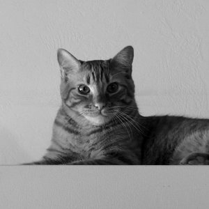 milo on fridge looking here xbw.jpg
