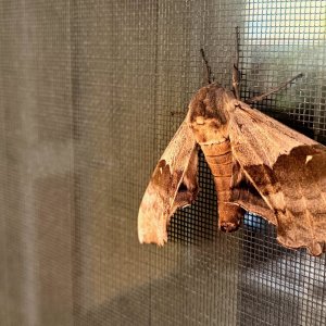 moth - 1.jpeg