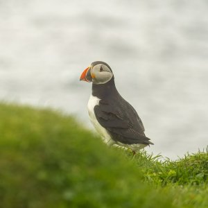 Puffin.jpg