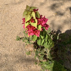 IMG_3698.jpeg