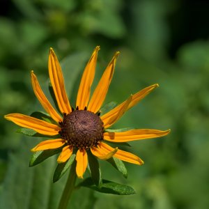 Skinny Petals.jpeg
