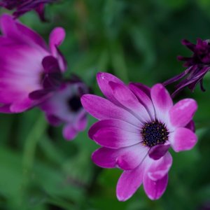 POTD June - 1_a.jpeg