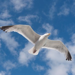 Gull20080817-2.jpg
