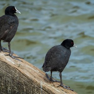 _7RV5426_Eurasian_Coot.jpg