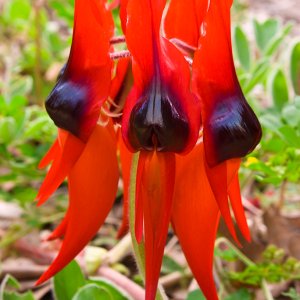 IMGP3958_Sturts_Desert_Pea.jpg