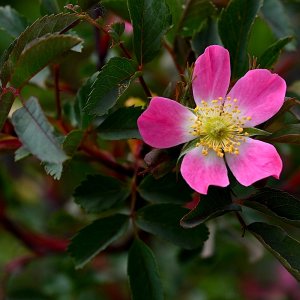 DSC_0357A.jpg