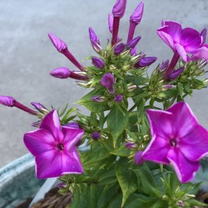 IMG_2002.jpeg