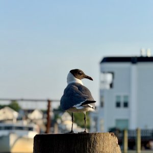 IMG_7133.jpeg
