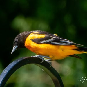 IMG_4754.JPG