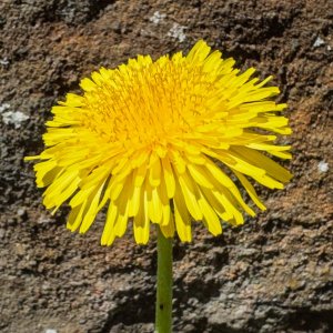 Dandelion20250629.jpg