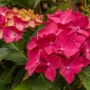 Hydrangea20250702.jpg