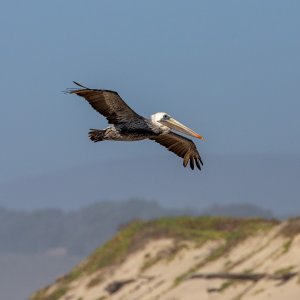 IMG_8521.jpg