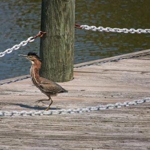 Greenie Strolling the Pier.jpeg