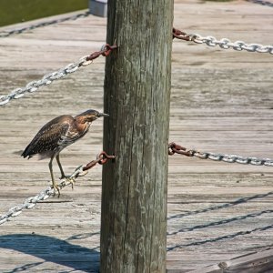 Anything Edible on Here?.jpeg