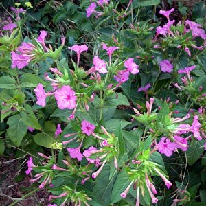 IMG_20250701_194651 cropxvS.jpg