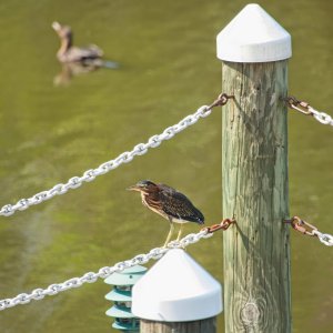 Not Looking at You.jpeg