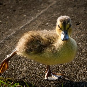 2025-07-06 ~ R52_2377.jpg