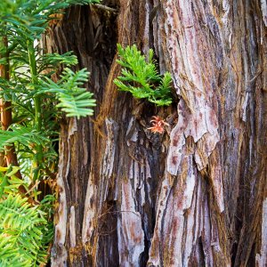 redwood stump 7 rw 8.21.22 x.jpg