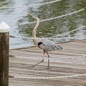 Alfred, Head Held High, Struts Proudly Along the Pier.jpeg