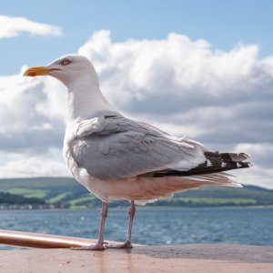Gull20080712.jpg